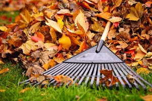 Here are 12 tips for reducing back pain while raking.